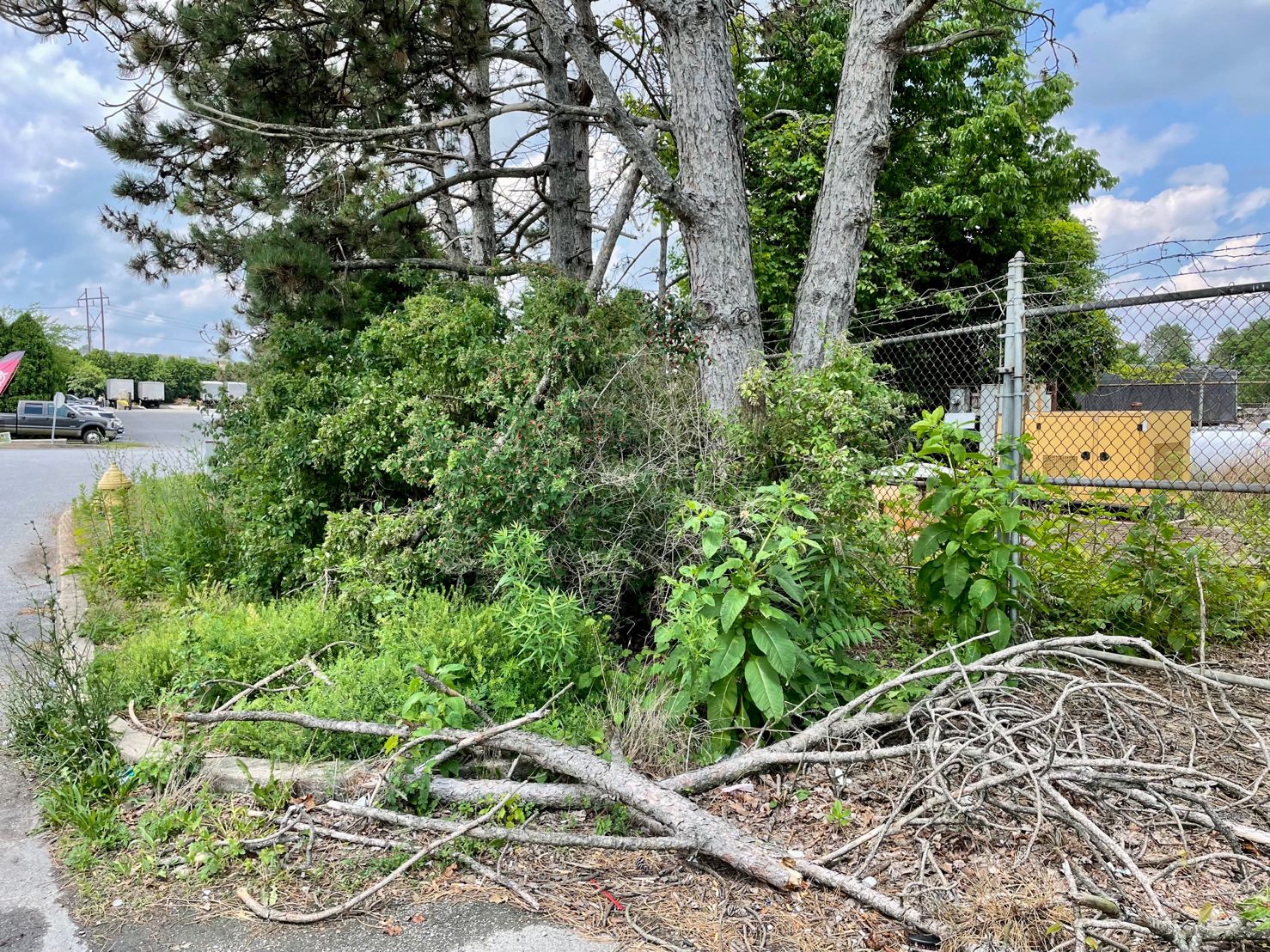 A dense thicket of greenery with fallen branches, near a fence and industrial area under a cloudy sky.